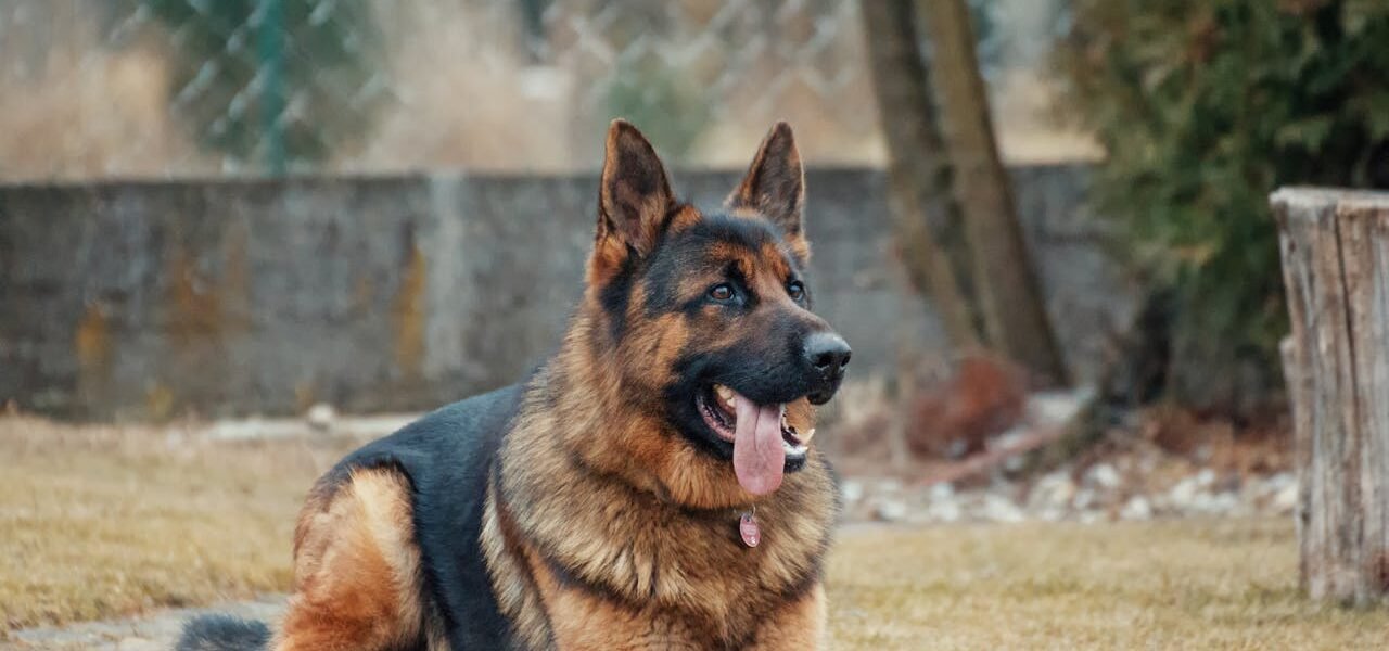 Como usar cães para segurança residencial