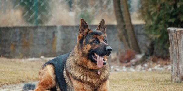 Como usar cães para segurança residencial