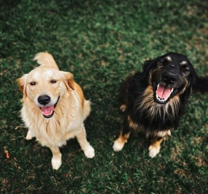 Como escolher um animal de estimação