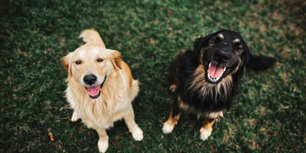 Como escolher um animal de estimação