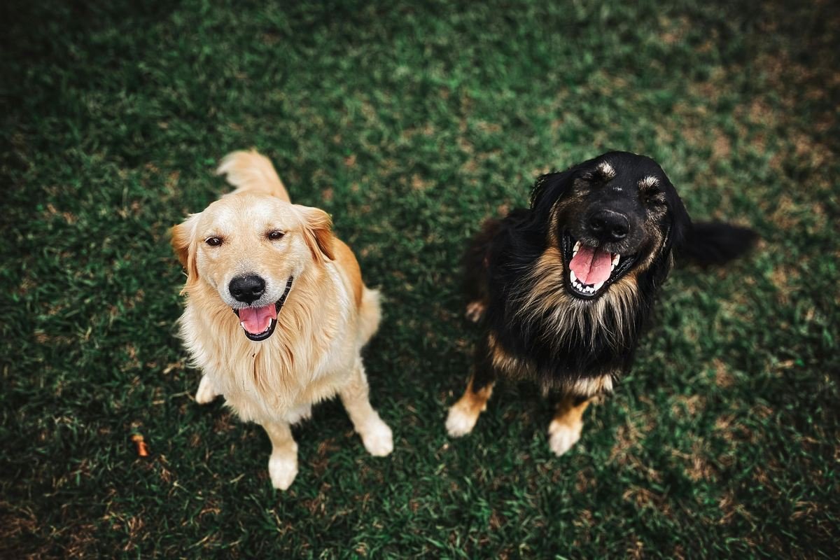 Como escolher um animal de estimação