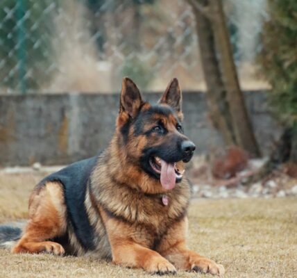 Como usar cães para segurança residencial